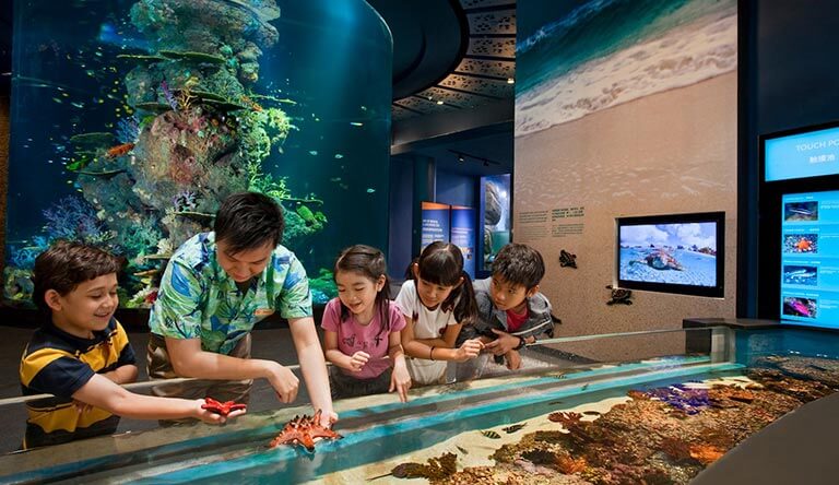 sea-aquarium-discovery-touch-pool-singapore